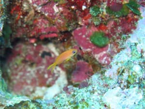 キンギョハナダイ（幼魚）