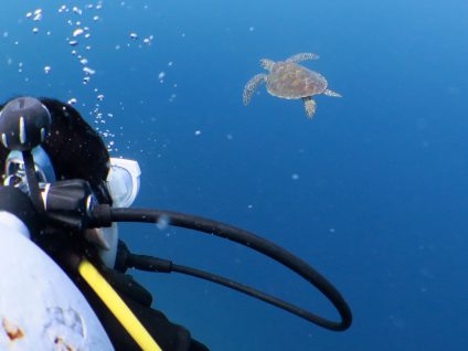 カメとの遭遇!!!!