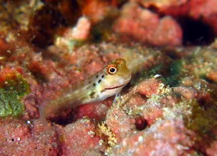 イシガキカエルウオ（幼魚）