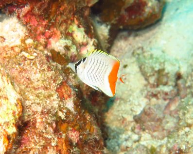 アミチョウチョウウオ（幼魚）