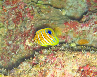 ニシキヤッコ（幼魚）