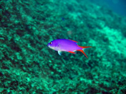 タテスジハタ（幼魚）