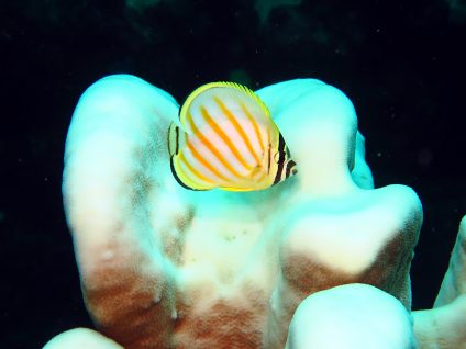 ハナグロチョウチョウウオ（幼魚）