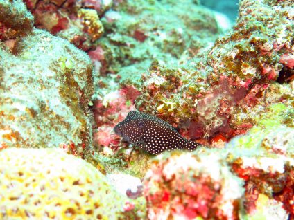 クロハコフグの幼魚