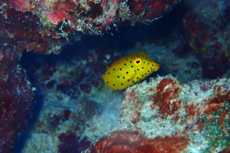 ミナミハコフグの幼魚