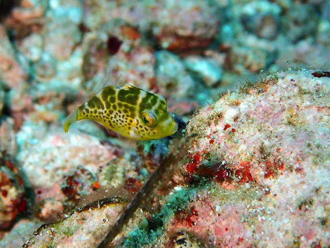 ノコギリハギの幼魚