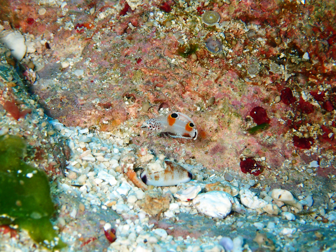 カンムリベラ（幼魚）