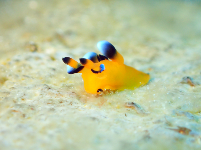 ウデフリツノザヤウミウシ