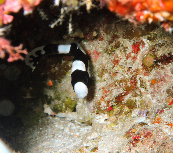 アジアコショウダイ（幼魚）