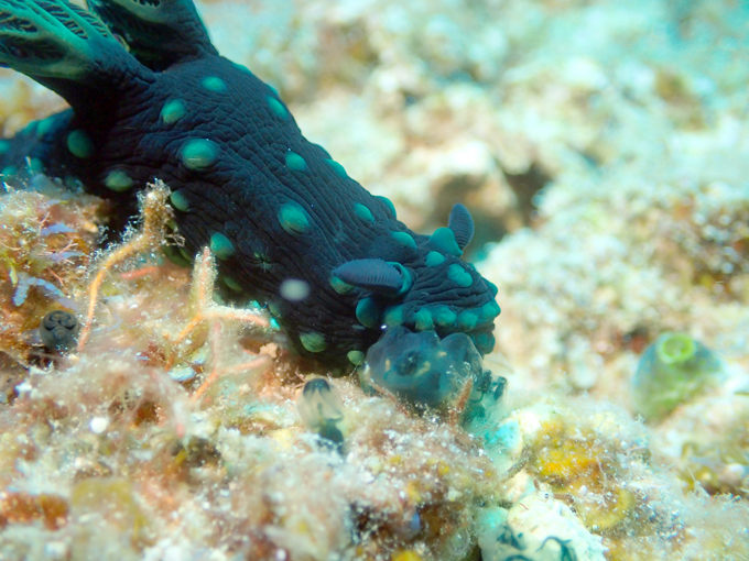 トサカリュウグウウミウシ