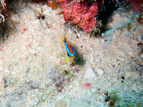 ミヤコキセンスズメダイ（幼魚）