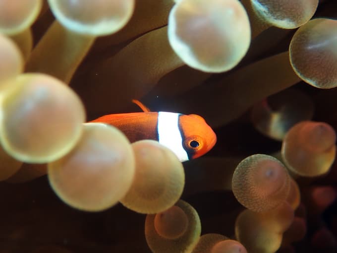 ハマクマノミ（幼魚）