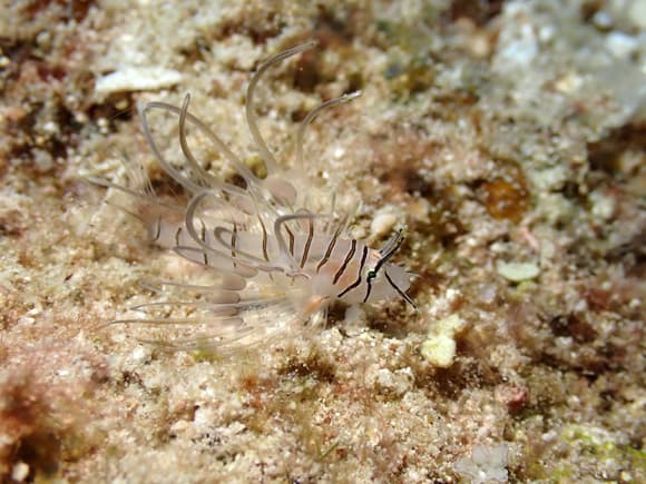 ハナミノカサゴ（幼魚）