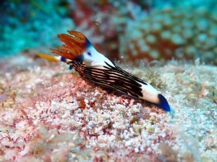 クロスジリュウグウウミウシ