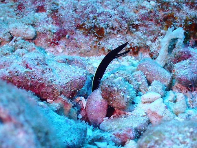 ハナヒゲウツボの幼魚