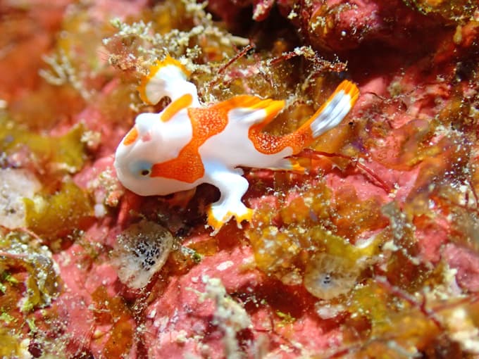 クマドリカエルアンコウ