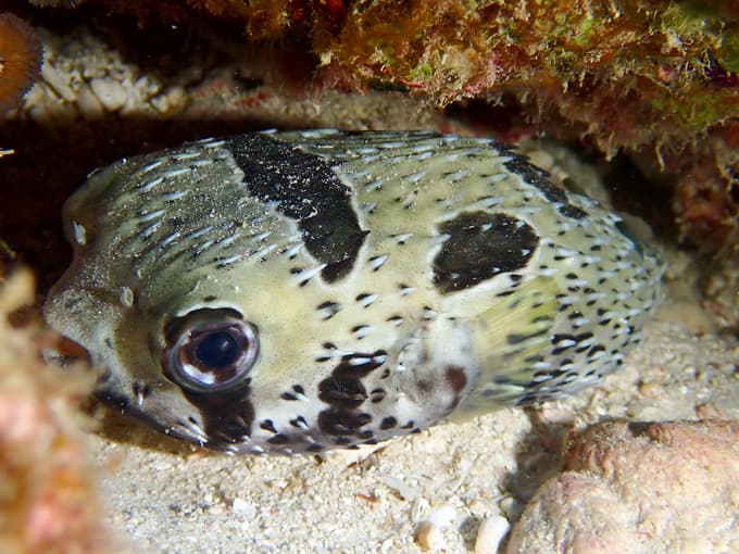 ヒトズラハリセンボン