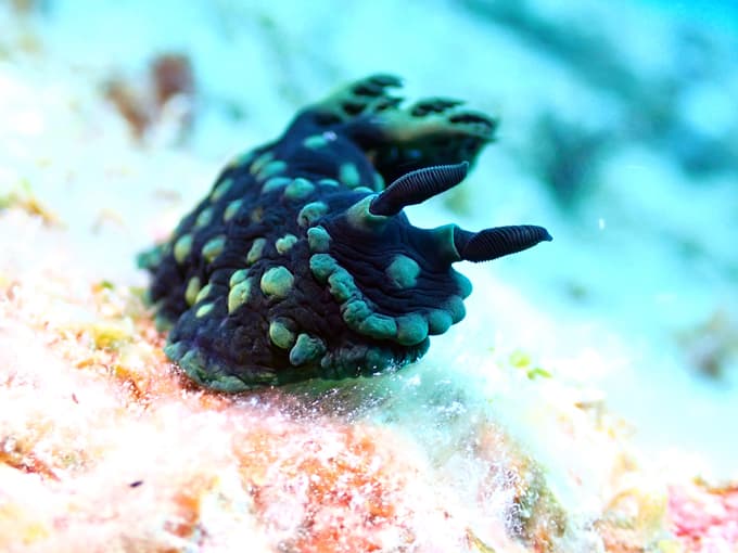 トサカリュウグウウミウシ