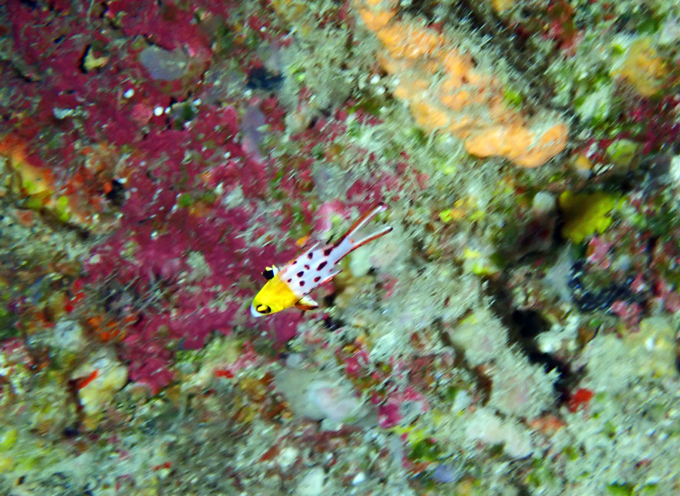 ヒオドシベラ幼魚