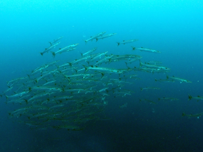 タツカマス