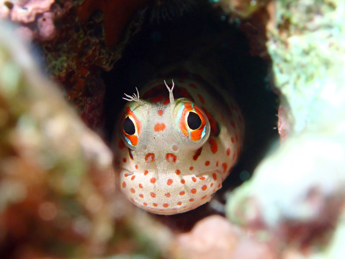 モンツキカエルウオ