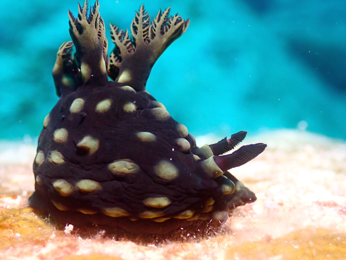 トサカリュウグウウミウシ