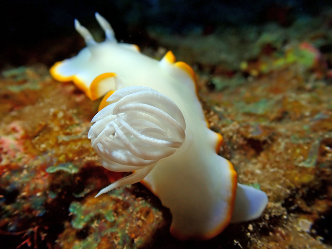 メレンゲウミウシ