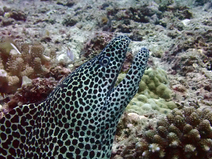 ニセゴイシウツボ