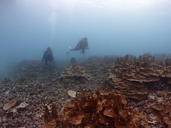 パラオハマサンゴ