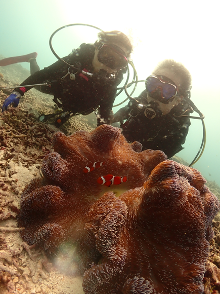 カクレクマノミ