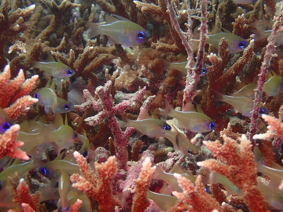 イトヒキテンジクダイ