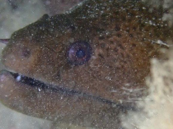 ウツボ