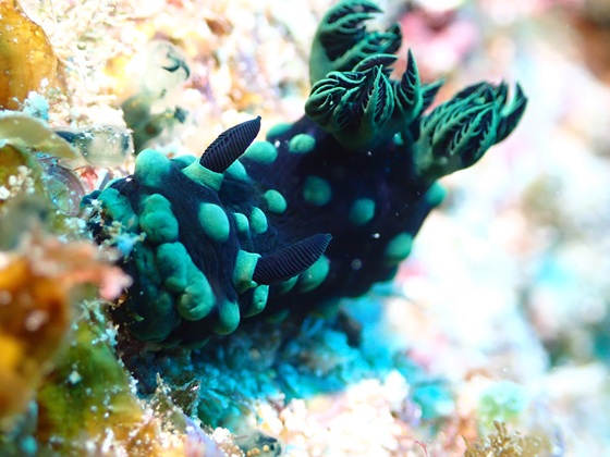 トサカリュウグウウミウシ