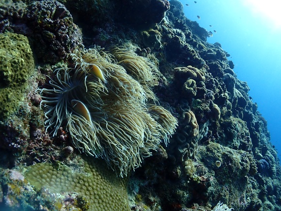 ハナビラクマノミ