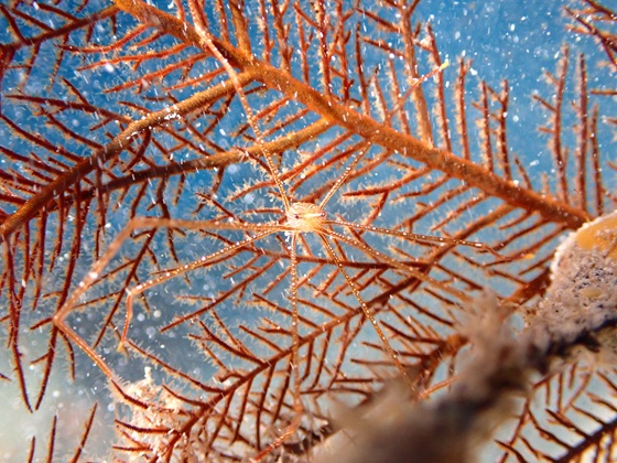 ホシゾラワラエビ