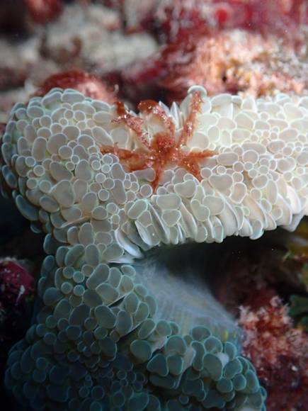 オランウータンクラブ