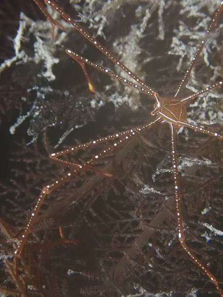 ホシゾラワラエビ