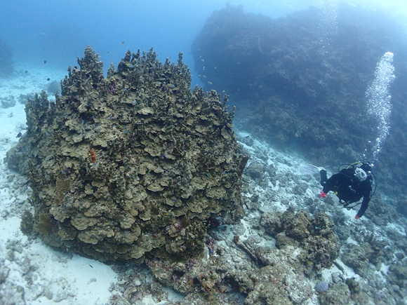 ロックビューティー