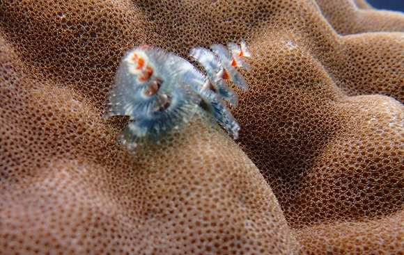 イバラカンザシ