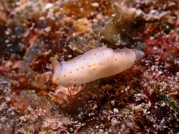 キヌハダウミウシ