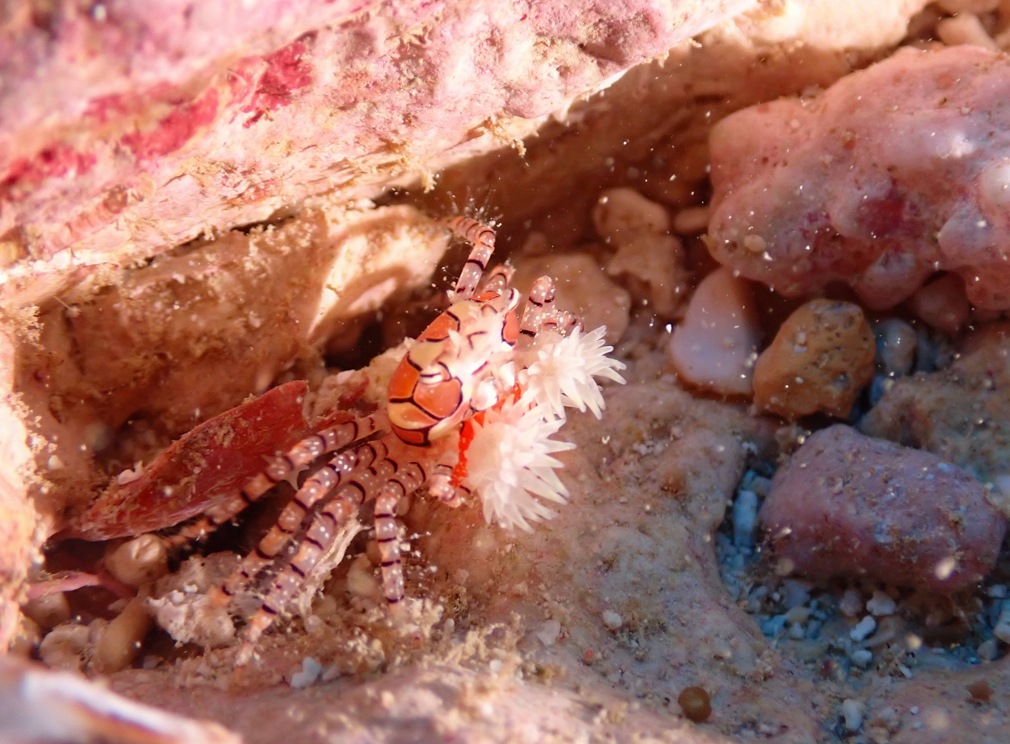 キンチャクガニ