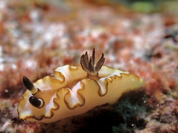 キイロウミウシ