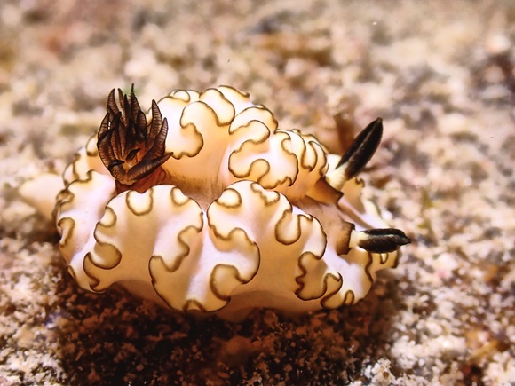 キイロウミウシ