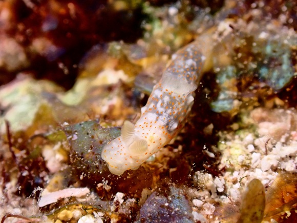 オキナワキヌハダウミウシ
