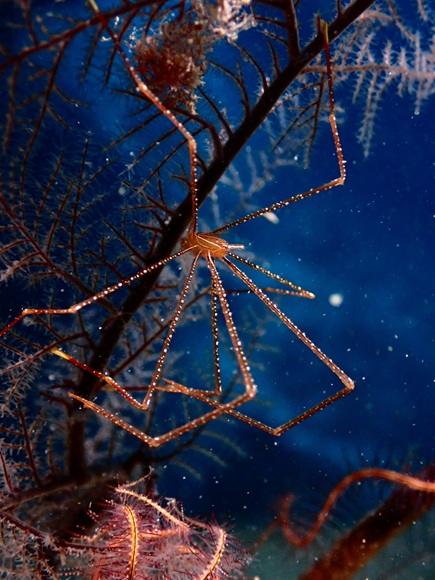 ホシゾラワラエビ