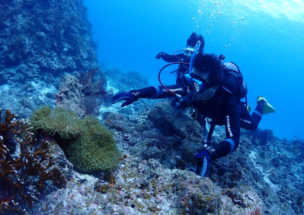 カクレクマノミ