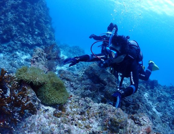 カクレクマノミ