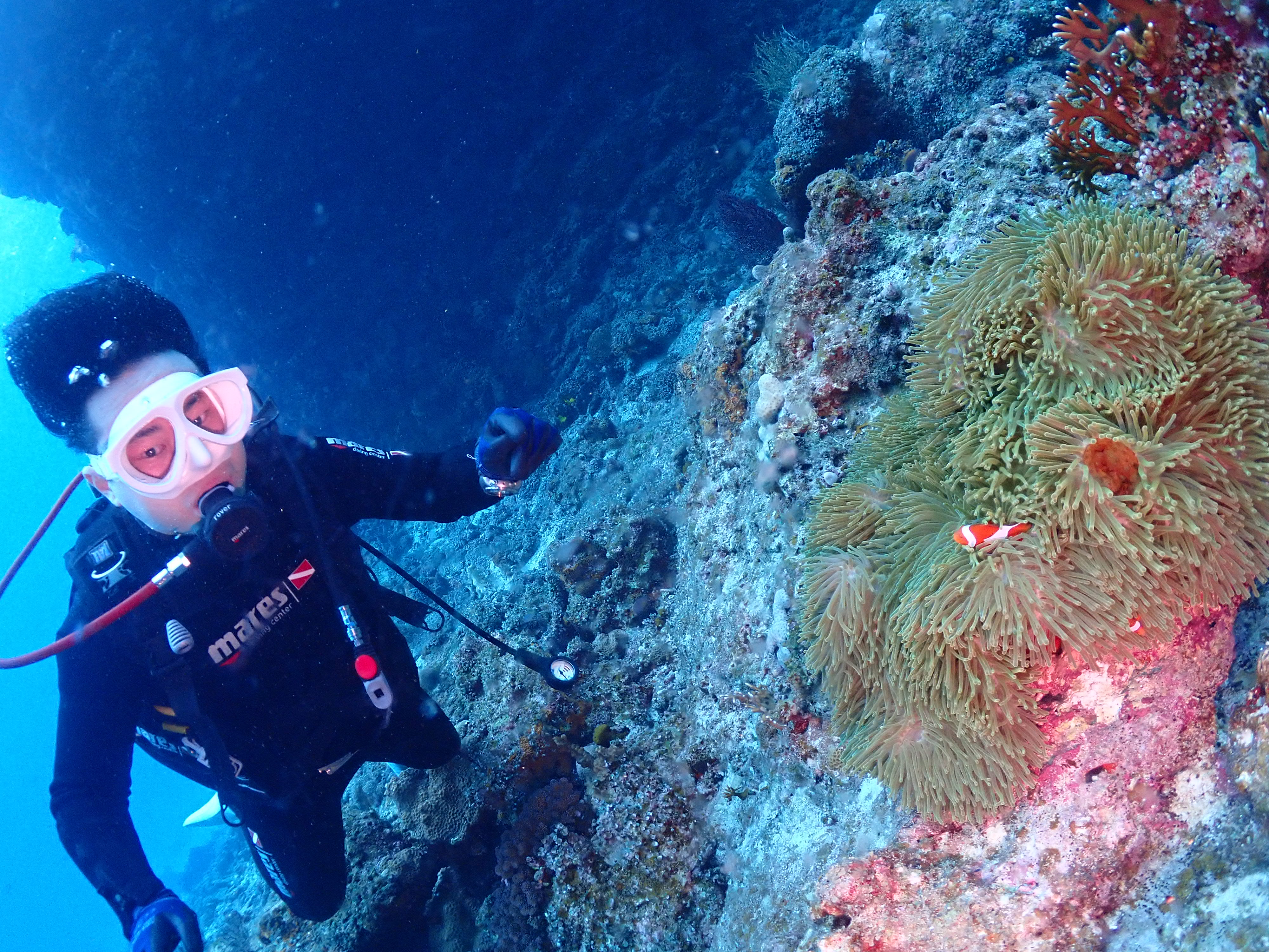 カクレクマノミ