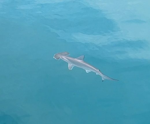 ハンマーヘッド