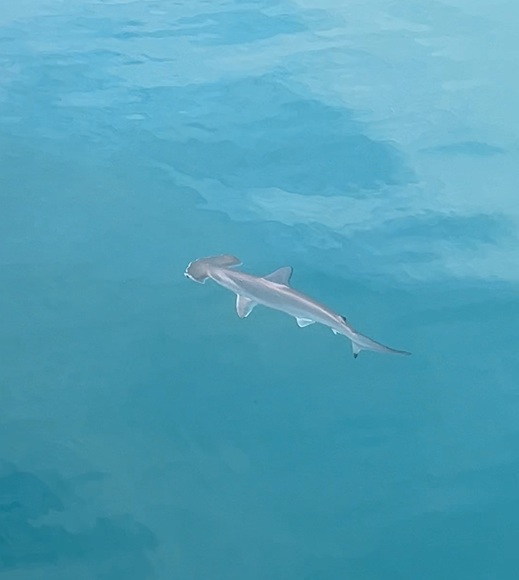 ハンマーヘッド